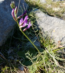 Astragalus muelleri