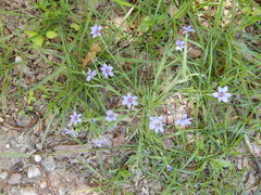 Sisyrinchium pruinosum