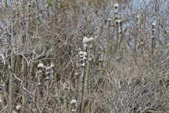 Pilosocereus