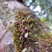 Lepanthes papillipetala - Photo (c) Iveth Estrada, some rights reserved (CC BY-NC), uploaded by Iveth Estrada