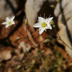 Sabulina verna