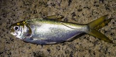 Nematalosa japonica