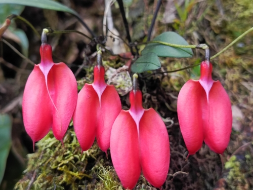 Masdevallia deformis