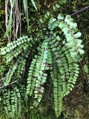 Asplenium trichomanes trichomanes