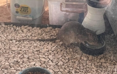 Northern Giant Pouched Rat photo 4