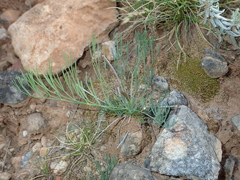 Seseli longifolium
