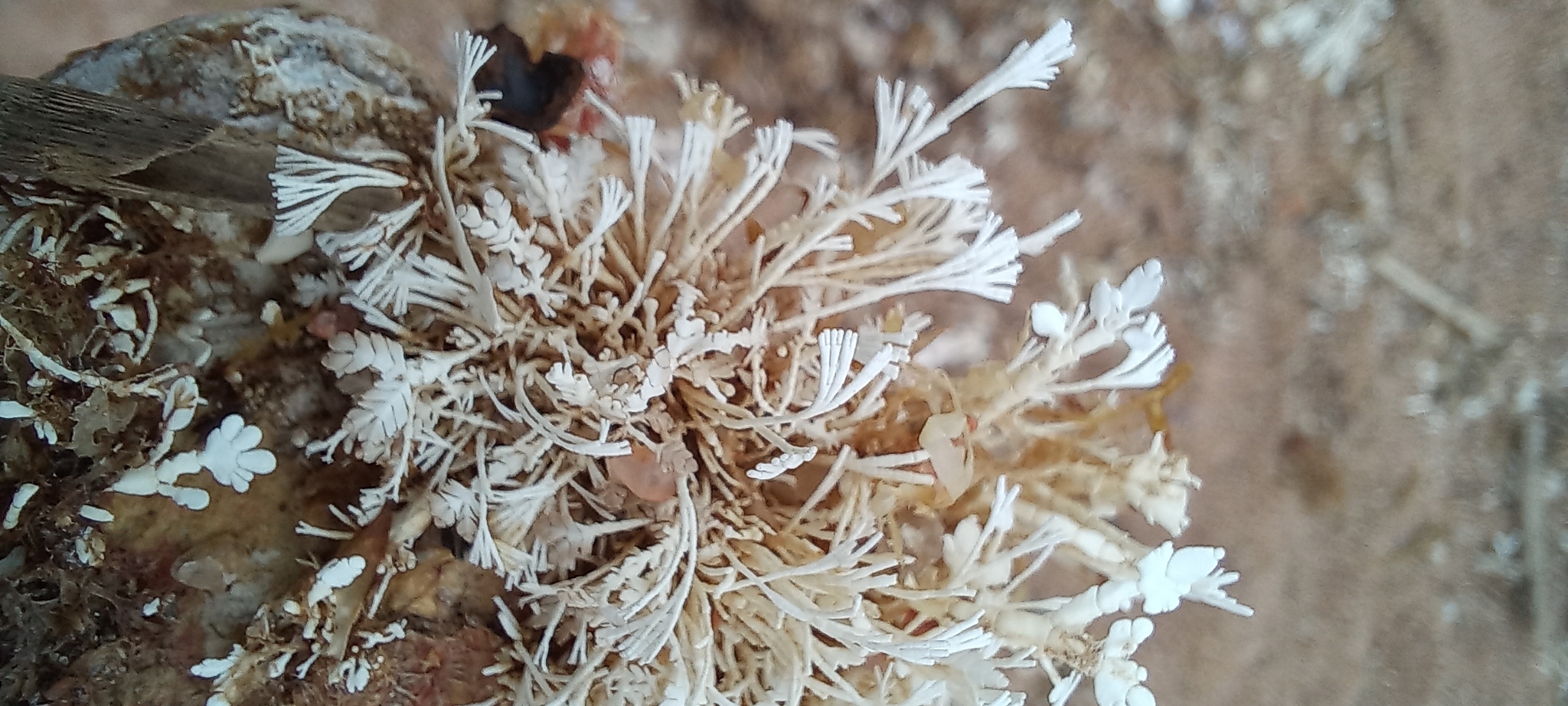 Jania capillacea