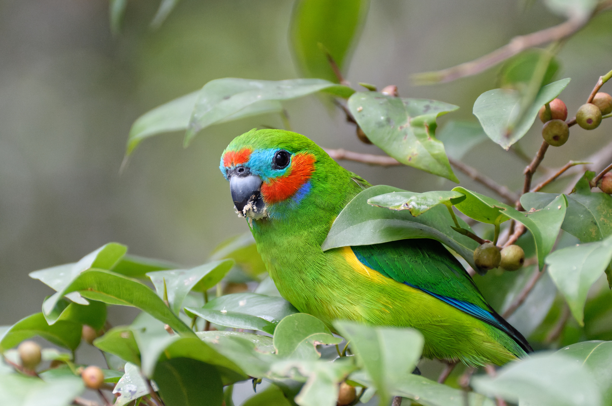 Double-eyed Fig-Parrot illustration