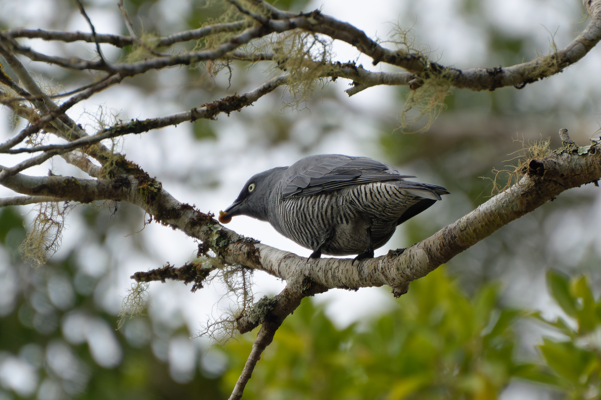 Barred Cuckooshrike illustration
