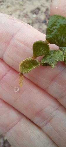 Image of Halimeda cuneata by (c) Adele SL, some rights reserved (CC BY)