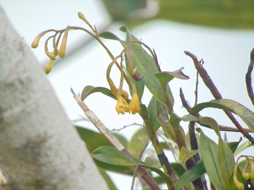 Epidendrum boricuomutelianum Hágsater & L.Sánchez