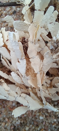 Nodular Coralline (Amphiroa bowerbankii)
