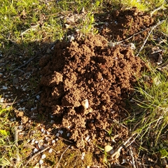 Talpa europaea