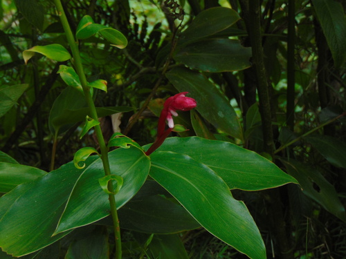 Image of Renealmia jamaicensis by (c) Benjamin Carbuccia, some rights reserved (CC BY)