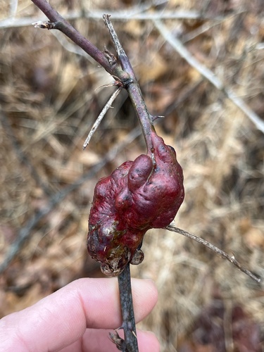 Blackberry Knot Gall Wasp photo 6