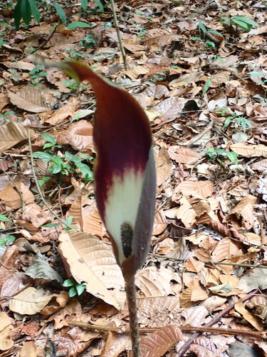 Dracontium spruceanum image