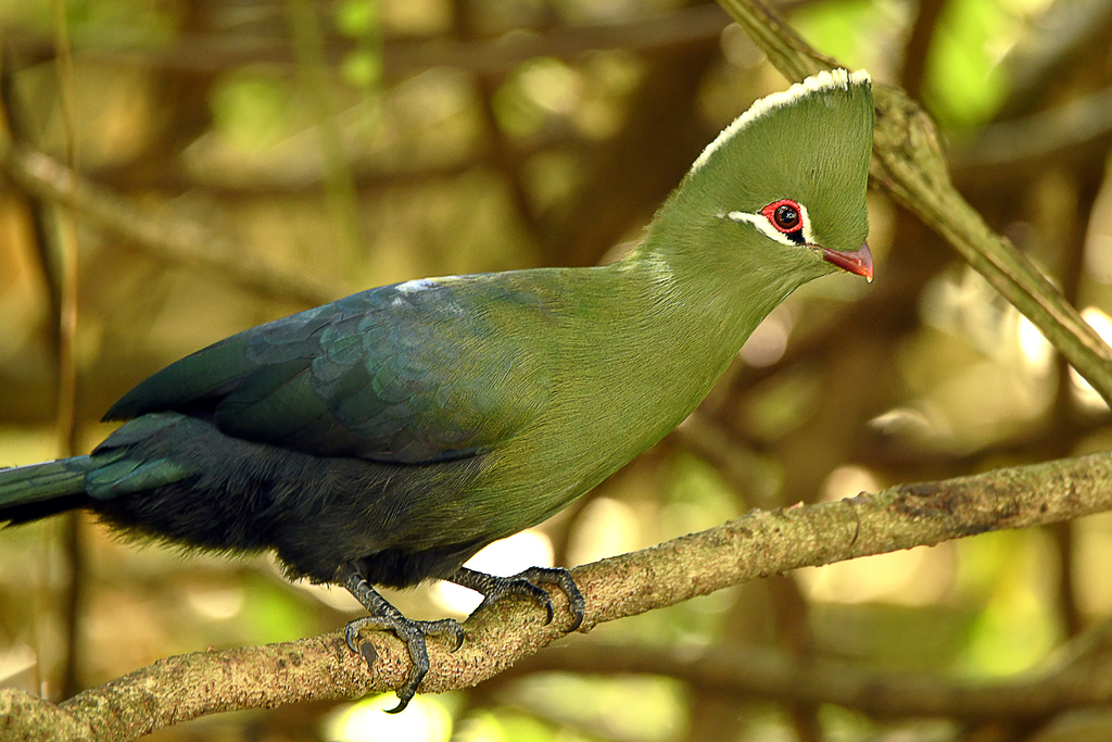 Knysna Turaco