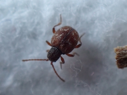 Sphaericus ptinoides