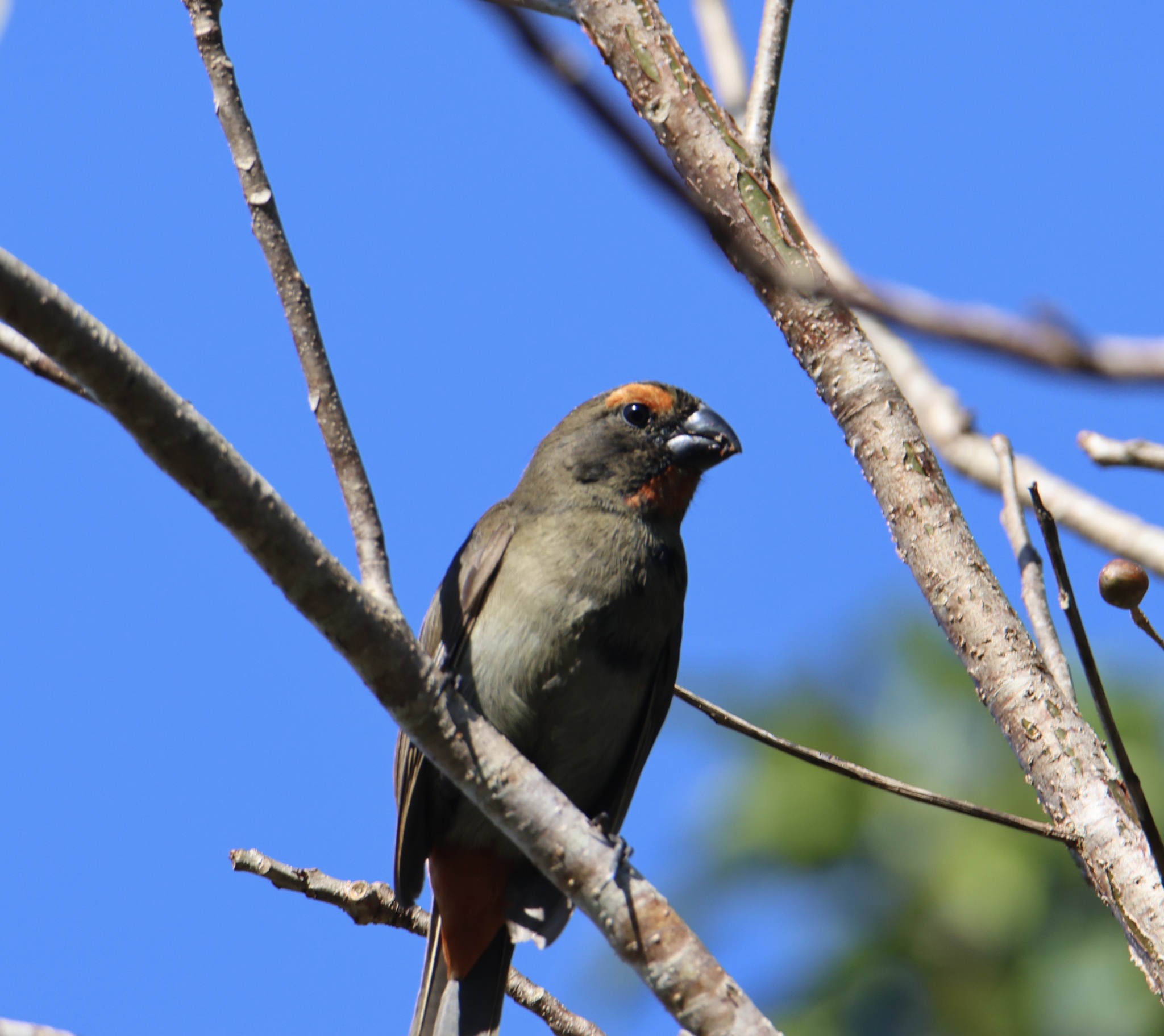 Greater Antillean Bullfinch illustration