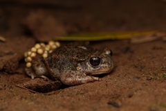 Iberian Midwife Toad photo 5
