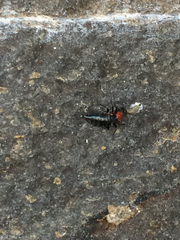 Endeodes collaris