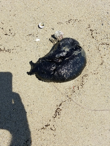 Aplysia vaccaria