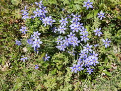 Sisyrinchium pruinosum