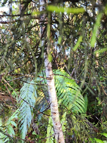 Image of Manoao colensoi by (c) Archie, some rights reserved (CC BY)