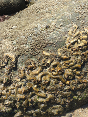 Vermetoidea