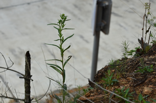 Inula linariifolia iNat (3)