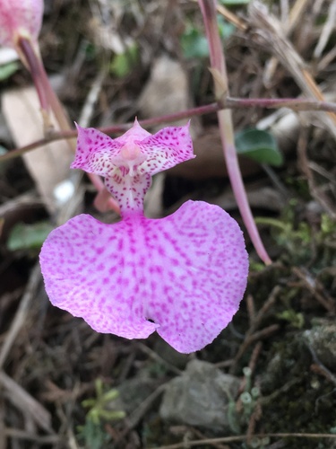Comparettia macroplectron, photograph 6