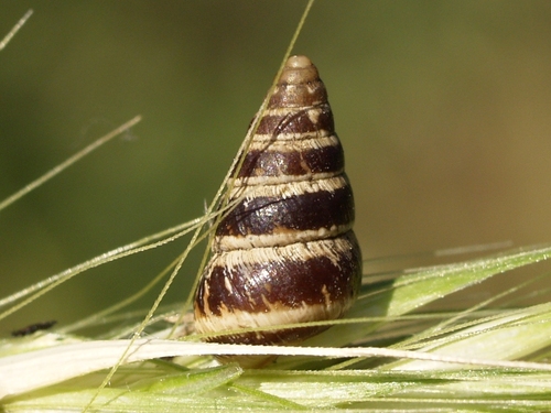 Small Pointed Snail