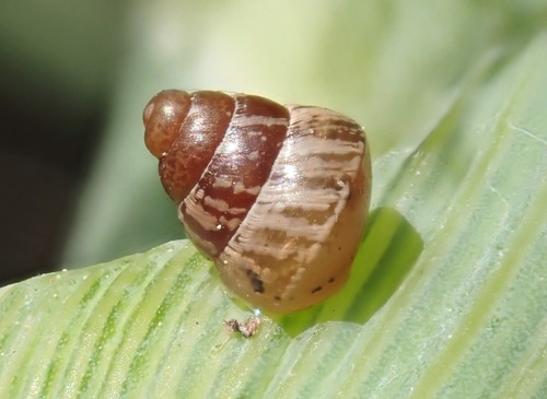 Small Pointed Snail