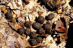 Tylobolus castaneus
