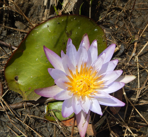 Nymphaea nouchali