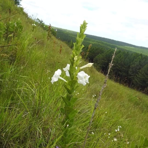 Escobedia grandiflora, photograph 6