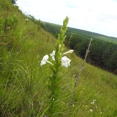 Escobedia grandiflora, photograph author not stated, no rights reserved