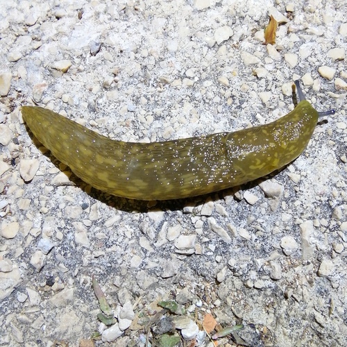 Žuti podrumski golać (Limacus flavus)