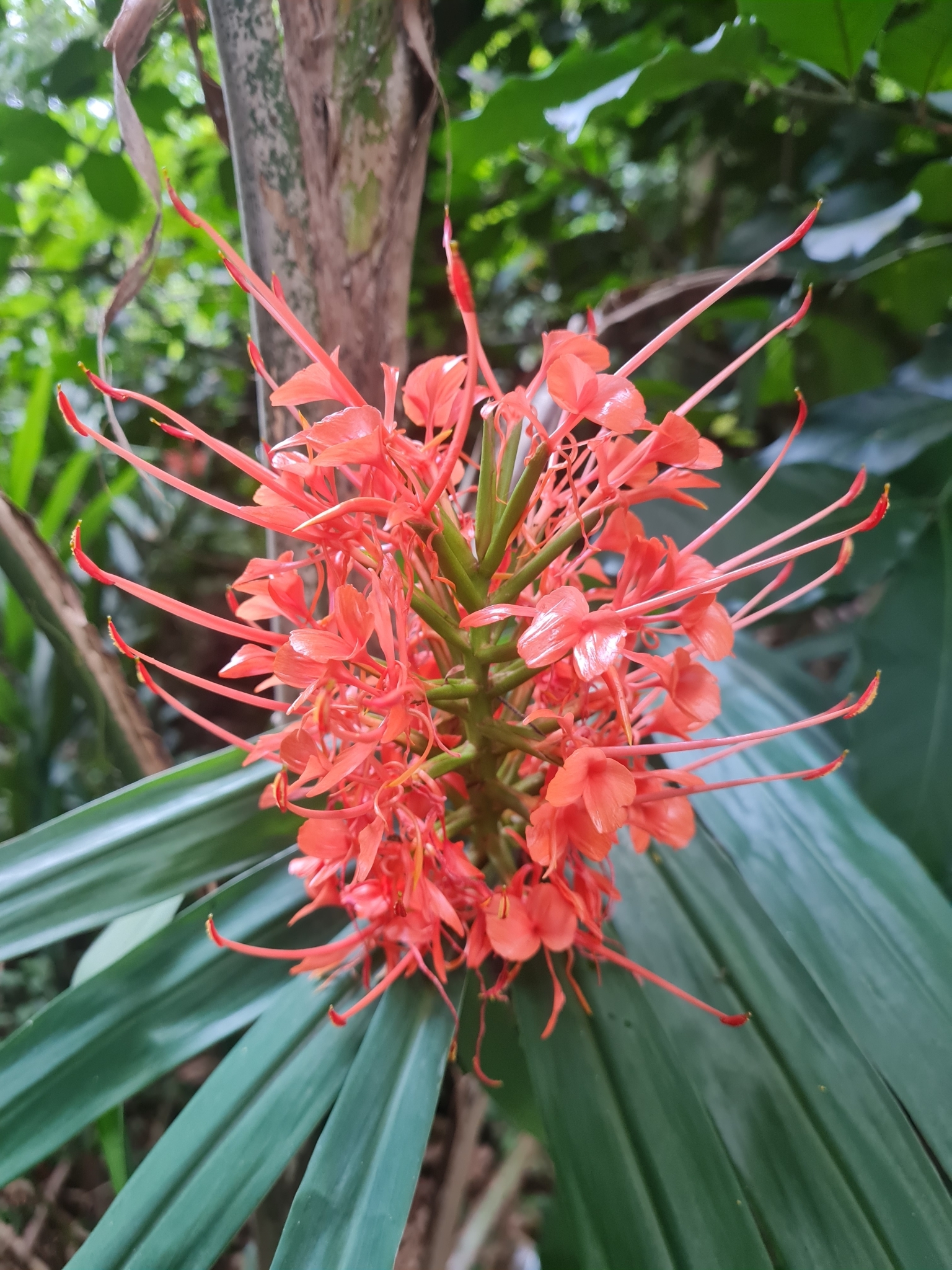 Imagem de Gengibre-vermelho