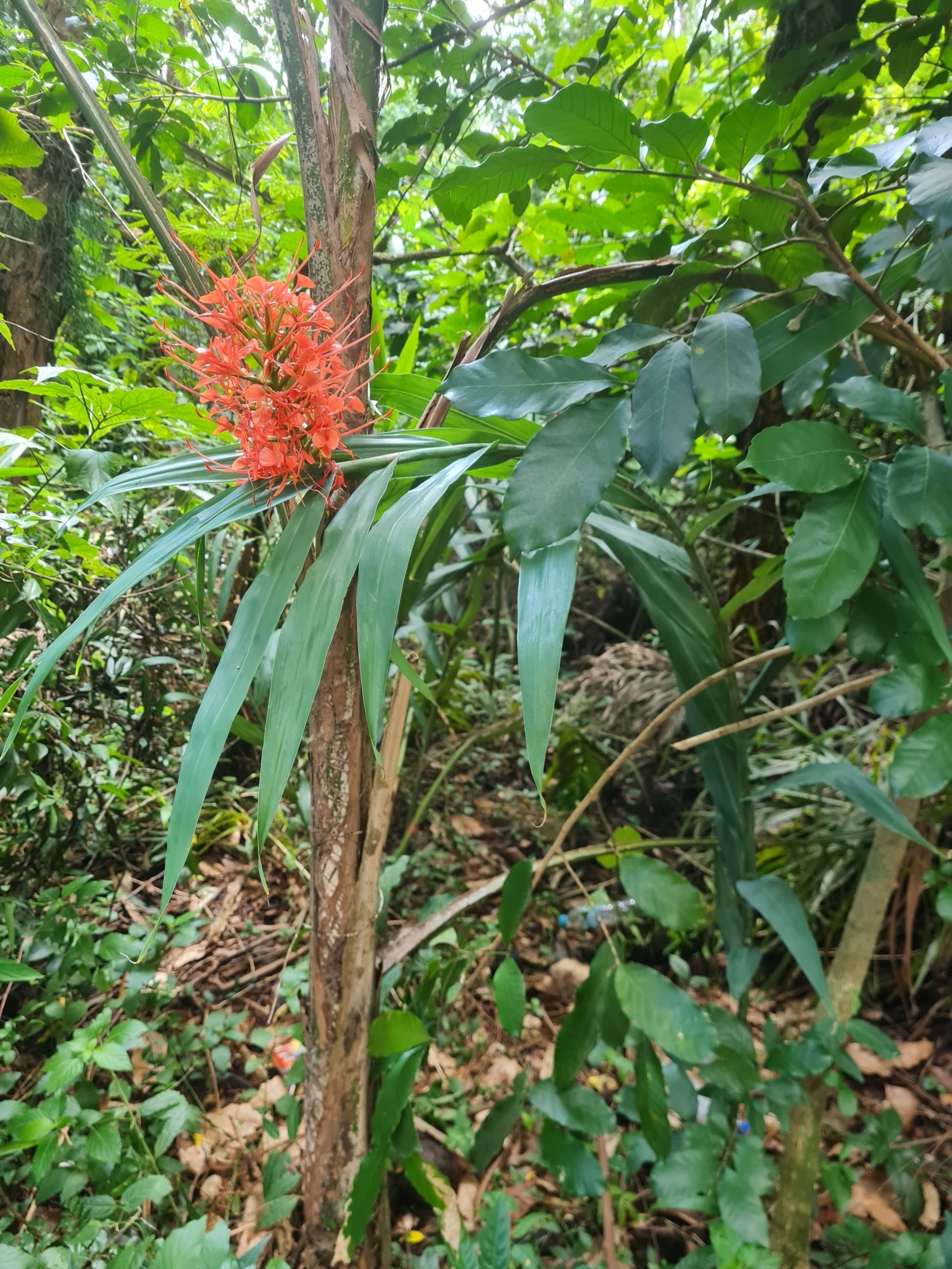 Imagem de Gengibre-vermelho