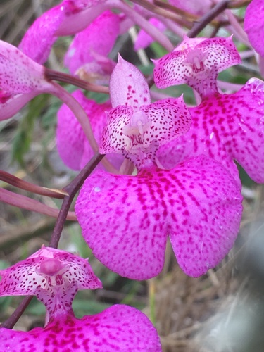 Comparettia macroplectron, photograph 2