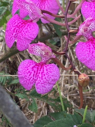 Comparettia macroplectron, photograph 3