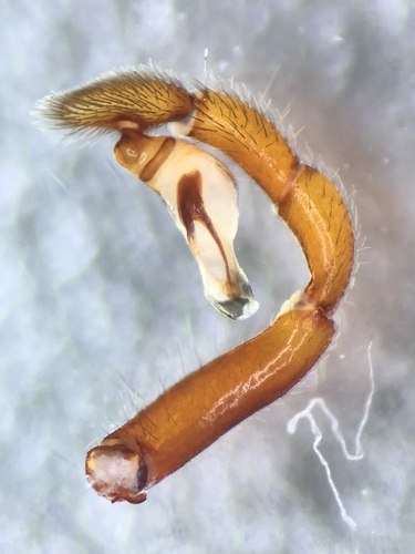 Lesser Woodlouse Spider