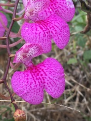 Comparettia macroplectron, photograph author not stated, no rights reserved
