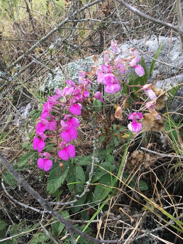 Comparettia macroplectron, photograph 5