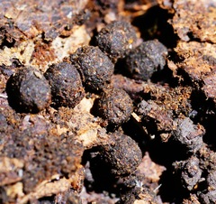 Tylobolus castaneus