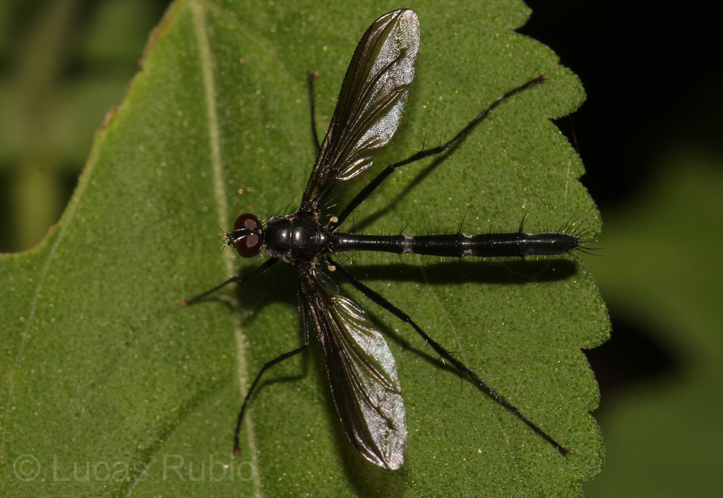 Cordyligaster petiolata