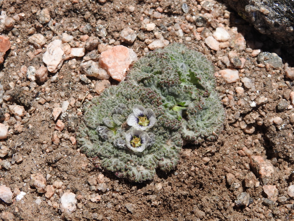 Nototriche calchaquensis