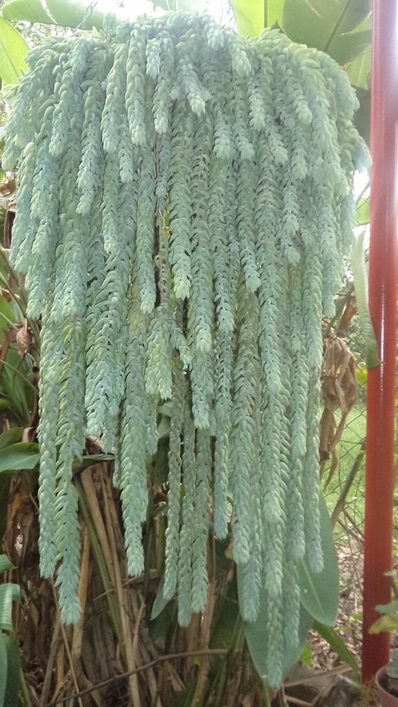 Burro's Tail