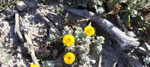 Image of Woolly pricklyleaf by (c) Tereso Hernández Morales, some rights reserved (CC BY)